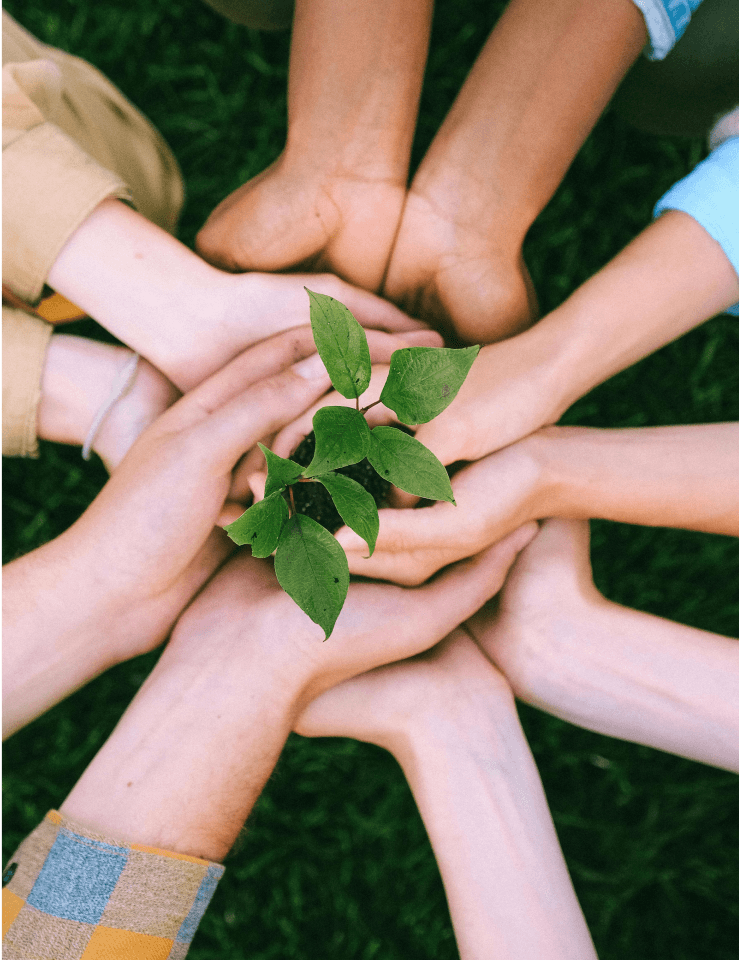 Hands together holding a plant